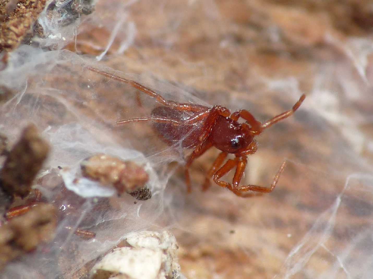 Ragnetti rossi; Silhouettella loricatula (Oonopidae)